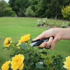 Wilkinson Sword Pruner & Deadhead Snip Twin Pack 7 Wilkinson Sword Pruner & Deadhead Snip Twin Pack -Simply Garden Decor 1111307w