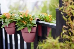 Elho Vibia Campana Flower Twin 21cm - Dusty Pink