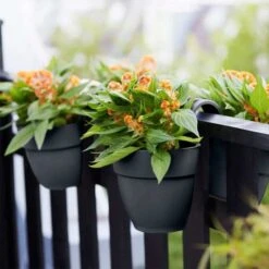 Elho Vibia Campana Flower Twin 21cm - Anthracite -Simply Garden Decor elho anthra 2