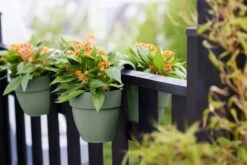 Elho Vibia Campana Flower Twin 21cm - Pistachio